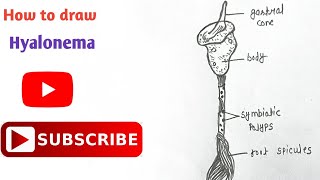 How to draw Hyalonema Diagram  Phylum Porifera  step by step  Easy diagram  hyalonema [upl. by Areikahs732]