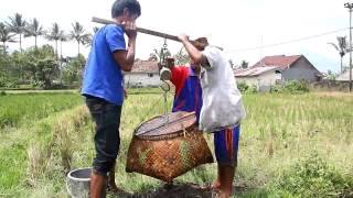 TERNAK IKAN BUDIDAYA PERIKANAN DENGAN MINA PADI [upl. by Susannah]