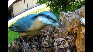 Eurasian nuthatch poking around  Trail Camera  Birds Life [upl. by Vizzone534]