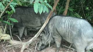 Some wild boars are foraging food in the wild [upl. by Mutz]