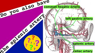 splenic artery [upl. by Roby]