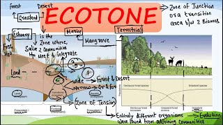 ECOTONEEDGE EFFECT ECOCLINE  EXPLAINED in HINDI [upl. by Ettedranreb]