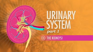 Urinary System Part 1 Crash Course Anatomy amp Physiology 38 [upl. by Siana]