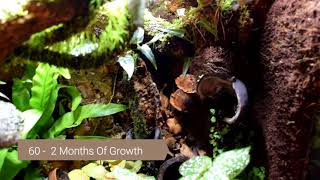 Trachycephalus resinifictrix Amazon Milk Frog Tank 02 Month Growth TimeLapse [upl. by Airreis]