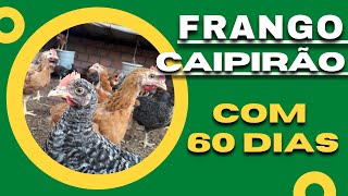 Criação de Frango Caipirão  Com 60 Dias [upl. by Chicoine]