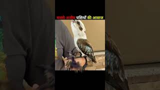 The strangest bird sounds in the world🥶😱shotrs [upl. by Nosnor682]