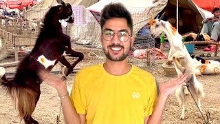 MY FIRST QURBANI BARI EID 2021 Vlog 70 [upl. by Ednargel701]