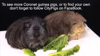 Coronet Guinea Pig information [upl. by Eastlake]