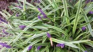 11 Reasons to Grow Liriope lowmaintenance perennial [upl. by Andryc]