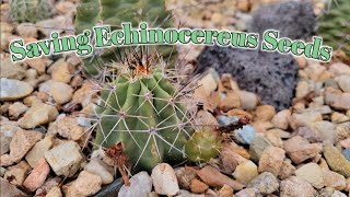 Saving Echinocereus Seeds [upl. by Yggep]