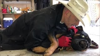 Extreme Rottweiler Dog Attacks Film Crew  Dog Whisperer BIG CHUCK MCBRIDE  safecalmcom [upl. by Naols]