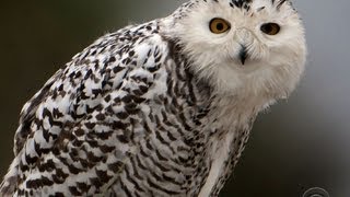 Snowy owl changes its flight plan [upl. by Roz218]