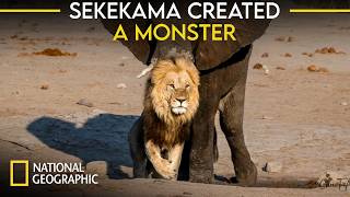 Sekekama Created a Monster  The Beast Waziba  Lion Documentary [upl. by Healy587]