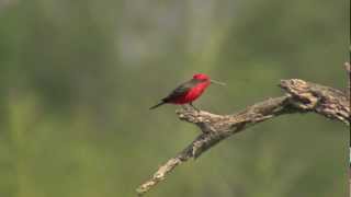 Vermilion Flycatcher male flying in slowmotion eating insects [upl. by Jonna]