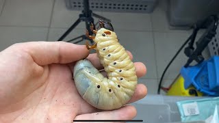 Hercules beetle lifecycle [upl. by Mariska]