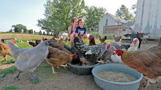 What it’s like to live with 85 chickens [upl. by Enelez]