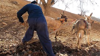 Village life  Traditional agriculture [upl. by Dryden329]