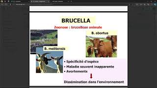 Bacteriologie  Les Zoonoses FMPC [upl. by Eindys931]