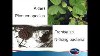 LargeScale Actinorhizal Alder Plantations Effects on Oil Sands Reclamation [upl. by Vine]