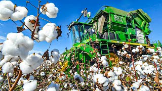 Cotton Harvesting Process  How Cotton Is Harvested  Modern Cotton Harvesting Machines [upl. by Icnarf]