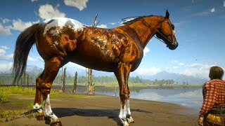 You Can Get Easily Appaloosa Blanket Horse With Mods And Without Mod [upl. by Anyar]