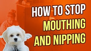 HOW TO STOP MOUTHING AND NIPPING [upl. by Mylan341]