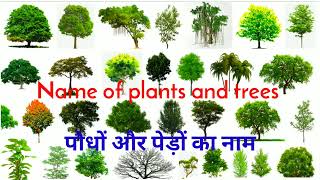 पौधों और पेड़ों का नाम  Name of plants and trees  Trees name  Easy english learning process [upl. by Aneis]