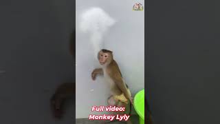 Monkey Lyly takes everything to the laundry shorts monkey youtubeshorts viralshort cutefunny [upl. by Mendel]