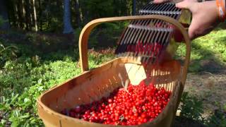 IKEA Swedish Lingonberries  A Living Tradition [upl. by Ayres]