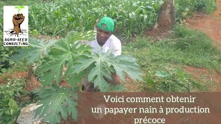 Culture des papayes  comment obtenir un papayer nain et à production précoce [upl. by Ahsillek]