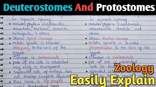 Protostomes And Deuterostomes  Zoology [upl. by Tehc]