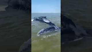 Bultrug aangespoeld op zandplaat in Waddenzee [upl. by Madox]