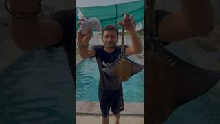 Remote control shark under water testing JMV TOYS shrots [upl. by Alber688]