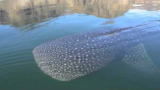 Baja Whale Shark Follows Boat [upl. by Hurst]