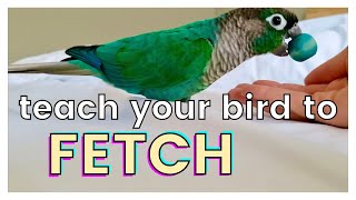 HOW TO TEACH YOUR BIRD TO FETCH  Play Fetch with Your Bird [upl. by Eiramnaej183]