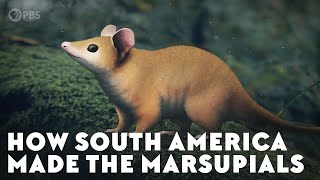 How South America Made the Marsupials [upl. by Baram963]