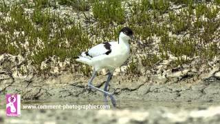 Comment Photographier  Comment faire des photos doiseaux et de nature  cours photo gratuit [upl. by Zabrine]