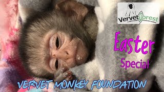 Easter Baby Orphan Monkey Special  Thank you for your support through a very tough year [upl. by Ilak]