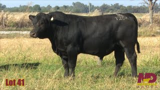 Lot 41 Merridale Tamir CMD22T204 [upl. by Rosinski376]