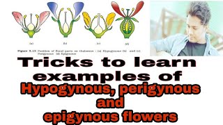 Tricks of hypogynous perigynous epigynous flowers exmpls imp for NEET MORPHOLOGY CHAPTER [upl. by Ethel]