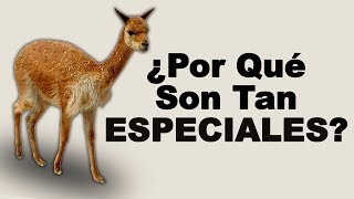 🦙 ¿Qué COMEN las VICUÑAS y Cuáles son los BENEFICIOS de Estos VERTEBRADOS  Animales Salvajes [upl. by Aihsinat]