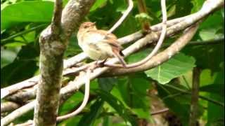 Brancolored Flycatcher  Myiophobus fasciatus  Colombia Wildlife [upl. by Rybma897]