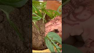 How to propagate monsteraBroken heart plant shortsmethod 1 part1 [upl. by Ingra]