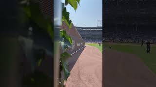 Peering Through Wrigley Fields Ivy [upl. by Haimerej]