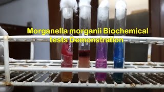 Morganella morganii Biochemical tests Demonstration [upl. by Magnus208]