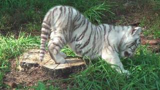 Weiße Tigerbabys im Serengeti Park Hodenhagen [upl. by Airekal]