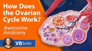 How Does the Ovarian Cycle Work [upl. by Healy]