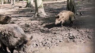 Wildschweine im Wald Wild boars in the forest [upl. by Horner]