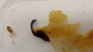 Flatworm eating  planaria comendo [upl. by Adianes]