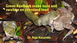 Green Keelback hunts and swallows a over sized Toad [upl. by Waller767]